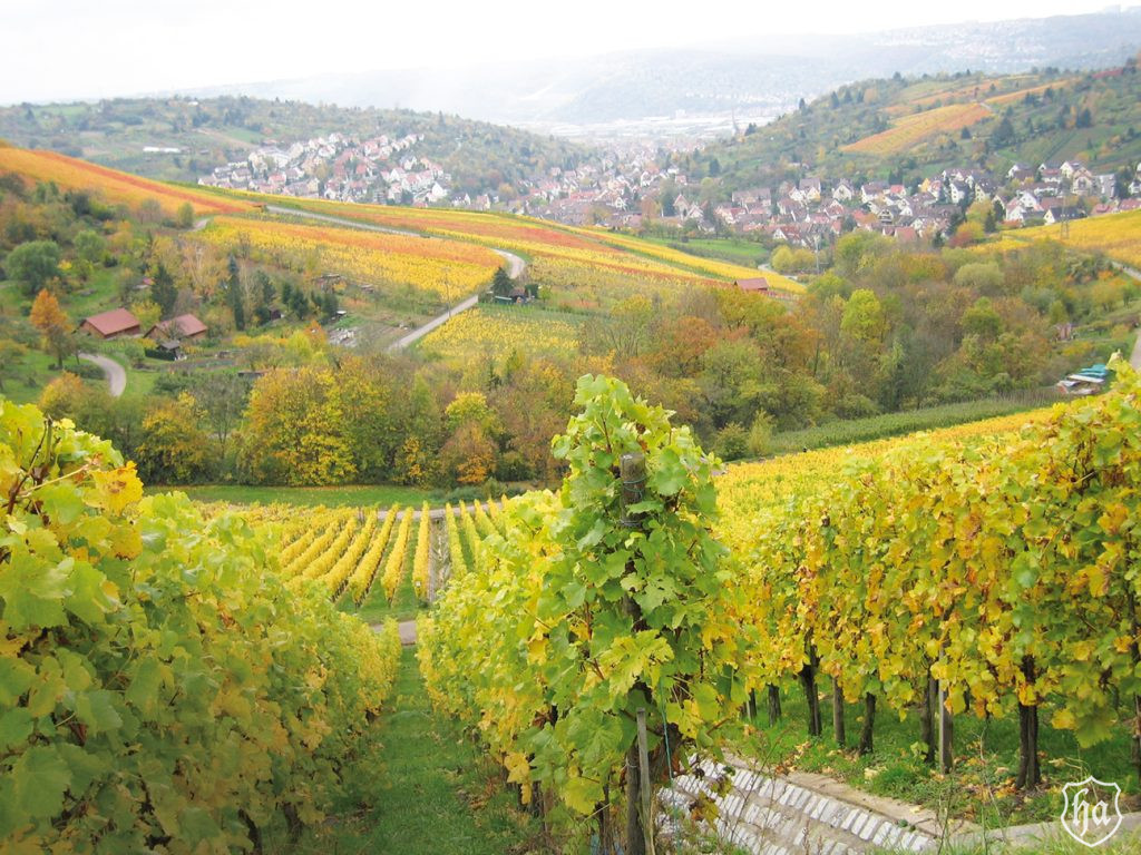 Weinimpressionen, Fotowettbewerb 2008